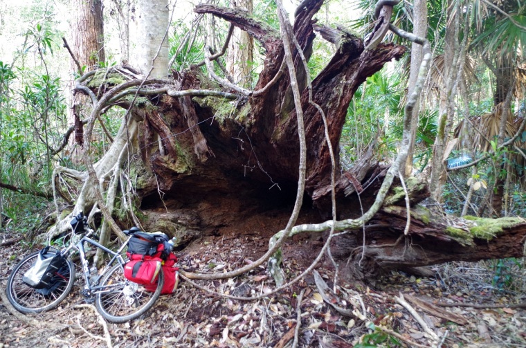 Toppled tree, Boronia Trail