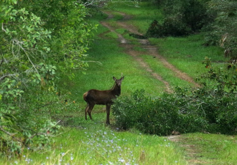 Deer at Como
