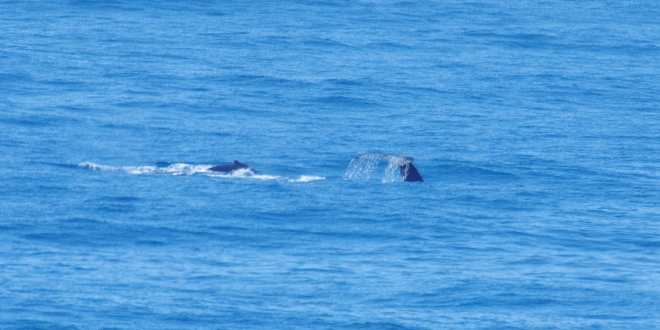 Humpback Whales at Hell's Gates, Noosa